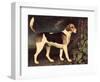 Ringwood, a Brocklesby Foxhound, 1792-George Stubbs-Framed Premium Giclee Print