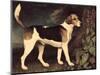 Ringwood, a Brocklesby Foxhound, 1792-George Stubbs-Mounted Premium Giclee Print