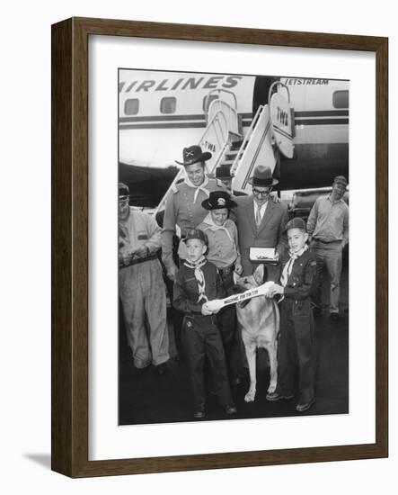 Rintintin Arrives in Washington, D.C. with a Group of Boy Scouts on April 9, 1959-null-Framed Photo