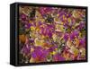 Rio Carnival, Rio De Janeiro, Brazil-Demetrio Carrasco-Framed Stretched Canvas