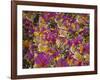 Rio Carnival, Rio De Janeiro, Brazil-Demetrio Carrasco-Framed Photographic Print