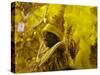 Rio Carnival, Rio De Janeiro, Brazil-Demetrio Carrasco-Stretched Canvas