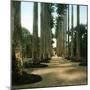 Rio De Janeiro (Brazil), the Path of Palm Trees, around 1900-Leon, Levy et Fils-Mounted Photographic Print