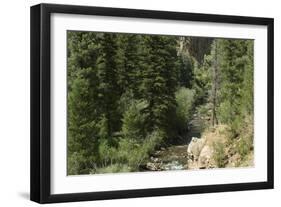 Rio Del Pueblo in the Sangre De Cristo Mountains, New Mexico-null-Framed Photographic Print