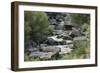 Rio Del Pueblo Tumbling Over Basalt Boulders near the Rio Grande, New Mexico-null-Framed Photographic Print