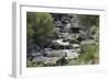 Rio Del Pueblo Tumbling Over Basalt Boulders near the Rio Grande, New Mexico-null-Framed Photographic Print