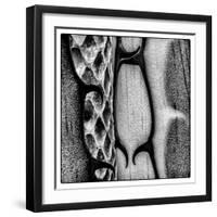 Rio Grande Valley, Texas, USA Aloe Vera plant with snakeskin.-Karen Ann Sullivan-Framed Photographic Print