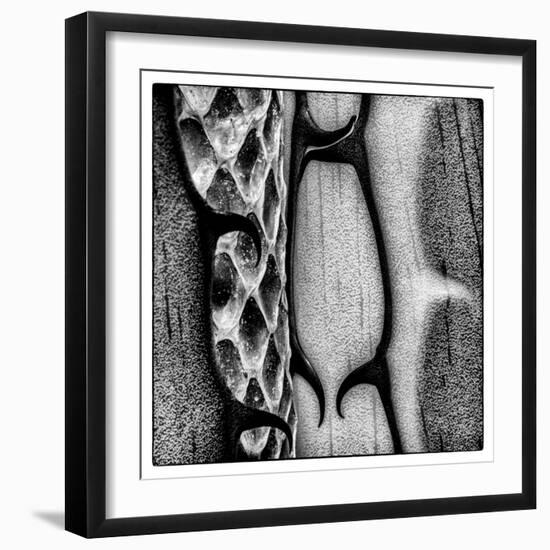 Rio Grande Valley, Texas, USA Aloe Vera plant with snakeskin.-Karen Ann Sullivan-Framed Photographic Print