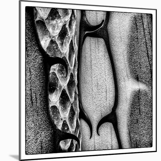 Rio Grande Valley, Texas, USA Aloe Vera plant with snakeskin.-Karen Ann Sullivan-Mounted Photographic Print