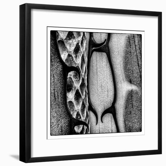 Rio Grande Valley, Texas, USA Aloe Vera plant with snakeskin.-Karen Ann Sullivan-Framed Premium Photographic Print