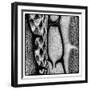 Rio Grande Valley, Texas, USA Aloe Vera plant with snakeskin.-Karen Ann Sullivan-Framed Premium Photographic Print