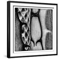 Rio Grande Valley, Texas, USA Aloe Vera plant with snakeskin.-Karen Ann Sullivan-Framed Photographic Print