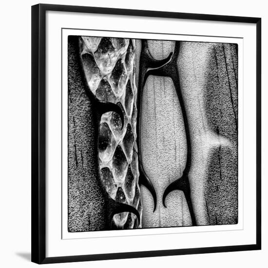 Rio Grande Valley, Texas, USA Aloe Vera plant with snakeskin.-Karen Ann Sullivan-Framed Photographic Print