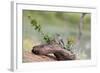 Rio Grande Valley, Texas, USA Male Golden-fronted Woodpecker.-Karen Ann Sullivan-Framed Photographic Print