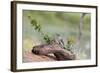 Rio Grande Valley, Texas, USA Male Golden-fronted Woodpecker.-Karen Ann Sullivan-Framed Photographic Print