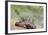 Rio Grande Valley, Texas, USA Male Golden-fronted Woodpecker.-Karen Ann Sullivan-Framed Photographic Print