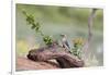 Rio Grande Valley, Texas, USA Male Golden-fronted Woodpecker.-Karen Ann Sullivan-Framed Photographic Print