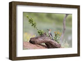 Rio Grande Valley, Texas, USA Male Golden-fronted Woodpecker.-Karen Ann Sullivan-Framed Photographic Print