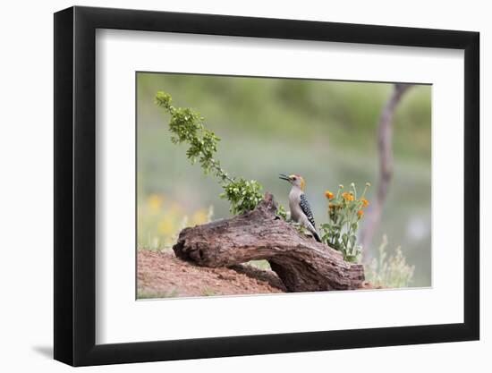 Rio Grande Valley, Texas, USA Male Golden-fronted Woodpecker.-Karen Ann Sullivan-Framed Photographic Print