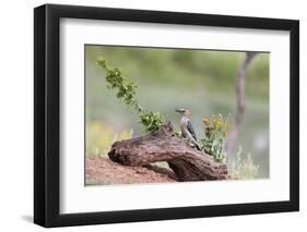 Rio Grande Valley, Texas, USA Male Golden-fronted Woodpecker.-Karen Ann Sullivan-Framed Photographic Print