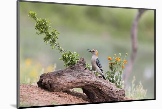 Rio Grande Valley, Texas, USA Male Golden-fronted Woodpecker.-Karen Ann Sullivan-Mounted Photographic Print