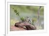 Rio Grande Valley, Texas, USA Male Golden-fronted Woodpecker.-Karen Ann Sullivan-Framed Photographic Print