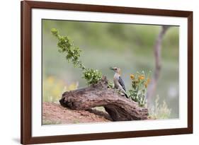 Rio Grande Valley, Texas, USA Male Golden-fronted Woodpecker.-Karen Ann Sullivan-Framed Photographic Print