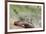 Rio Grande Valley, Texas, USA Male Golden-fronted Woodpecker.-Karen Ann Sullivan-Framed Photographic Print