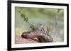 Rio Grande Valley, Texas, USA Male Golden-fronted Woodpecker.-Karen Ann Sullivan-Framed Photographic Print