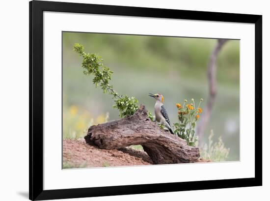 Rio Grande Valley, Texas, USA Male Golden-fronted Woodpecker.-Karen Ann Sullivan-Framed Photographic Print