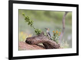 Rio Grande Valley, Texas, USA Male Golden-fronted Woodpecker.-Karen Ann Sullivan-Framed Photographic Print