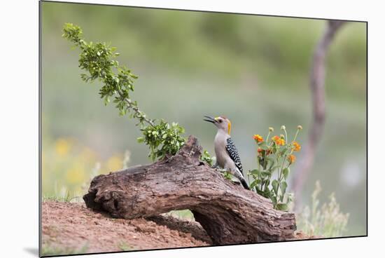 Rio Grande Valley, Texas, USA Male Golden-fronted Woodpecker.-Karen Ann Sullivan-Mounted Photographic Print