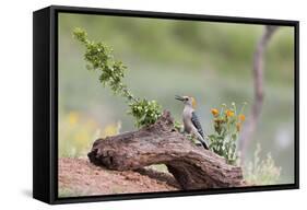 Rio Grande Valley, Texas, USA Male Golden-fronted Woodpecker.-Karen Ann Sullivan-Framed Stretched Canvas