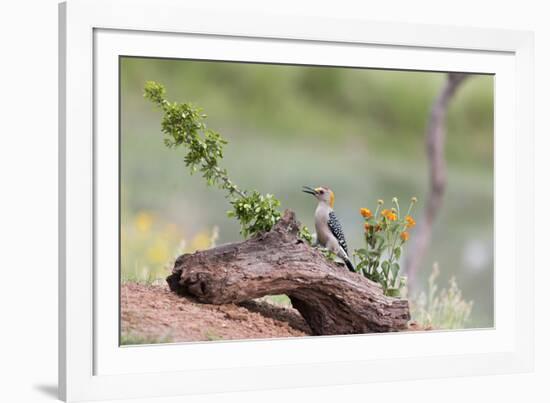 Rio Grande Valley, Texas, USA Male Golden-fronted Woodpecker.-Karen Ann Sullivan-Framed Photographic Print