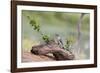 Rio Grande Valley, Texas, USA Male Golden-fronted Woodpecker.-Karen Ann Sullivan-Framed Photographic Print