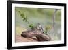 Rio Grande Valley, Texas, USA Male Golden-fronted Woodpecker.-Karen Ann Sullivan-Framed Photographic Print