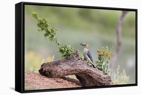 Rio Grande Valley, Texas, USA Male Golden-fronted Woodpecker.-Karen Ann Sullivan-Framed Stretched Canvas