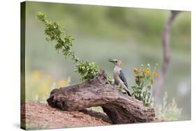 Rio Grande Valley, Texas, USA Male Golden-fronted Woodpecker.-Karen Ann Sullivan-Stretched Canvas
