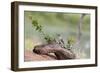 Rio Grande Valley, Texas, USA Male Golden-fronted Woodpecker.-Karen Ann Sullivan-Framed Photographic Print