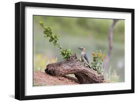 Rio Grande Valley, Texas, USA Male Golden-fronted Woodpecker.-Karen Ann Sullivan-Framed Photographic Print