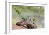 Rio Grande Valley, Texas, USA Male Golden-fronted Woodpecker.-Karen Ann Sullivan-Framed Photographic Print