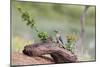 Rio Grande Valley, Texas, USA Male Golden-fronted Woodpecker.-Karen Ann Sullivan-Mounted Photographic Print