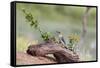 Rio Grande Valley, Texas, USA Male Golden-fronted Woodpecker.-Karen Ann Sullivan-Framed Stretched Canvas