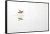 Rio Grande Valley, Texas, USA Red and Yellow Wasp flying over water.-Karen Ann Sullivan-Framed Stretched Canvas