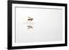 Rio Grande Valley, Texas, USA Red and Yellow Wasp flying over water.-Karen Ann Sullivan-Framed Photographic Print