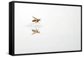 Rio Grande Valley, Texas, USA Red and Yellow Wasp flying over water.-Karen Ann Sullivan-Framed Stretched Canvas