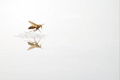 https://imgc.allpostersimages.com/img/posters/rio-grande-valley-texas-usa-red-and-yellow-wasp-flying-over-water_u-L-Q1DJ7E80.jpg?artPerspective=n