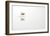 Rio Grande Valley, Texas, USA Red and Yellow Wasp flying over water.-Karen Ann Sullivan-Framed Photographic Print