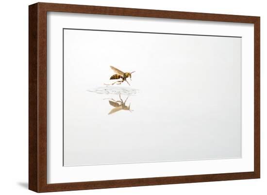 Rio Grande Valley, Texas, USA Red and Yellow Wasp flying over water.-Karen Ann Sullivan-Framed Photographic Print