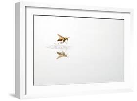 Rio Grande Valley, Texas, USA Red and Yellow Wasp flying over water.-Karen Ann Sullivan-Framed Photographic Print